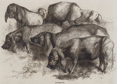 Japanese Pigs by Harrison William Weir